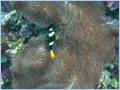 [Click to enlarge image]